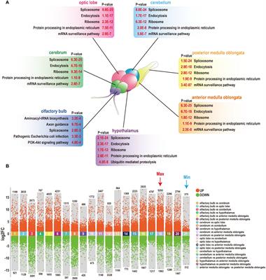 Medulla oblongata and NCCs are central defenders against Streptococcus agalactiae infection of the tilapia brain